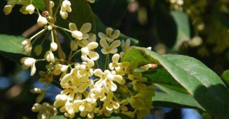 人闲桂花落夜静春山空是什么季节的「人闲桂花落夜静春山空桂花的花期在秋季为何春天落桂花」