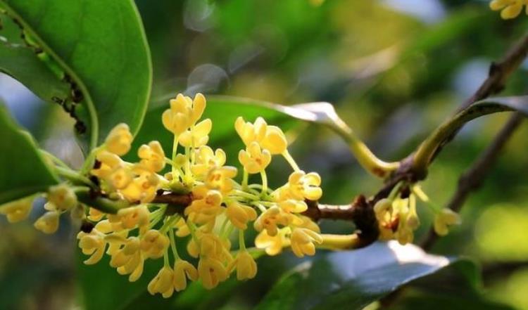 人闲桂花落夜静春山空是什么季节的「人闲桂花落夜静春山空桂花的花期在秋季为何春天落桂花」