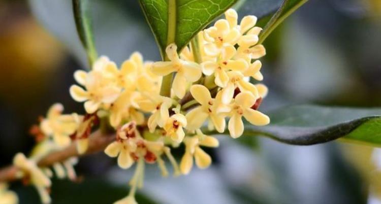 人闲桂花落夜静春山空是什么季节的「人闲桂花落夜静春山空桂花的花期在秋季为何春天落桂花」