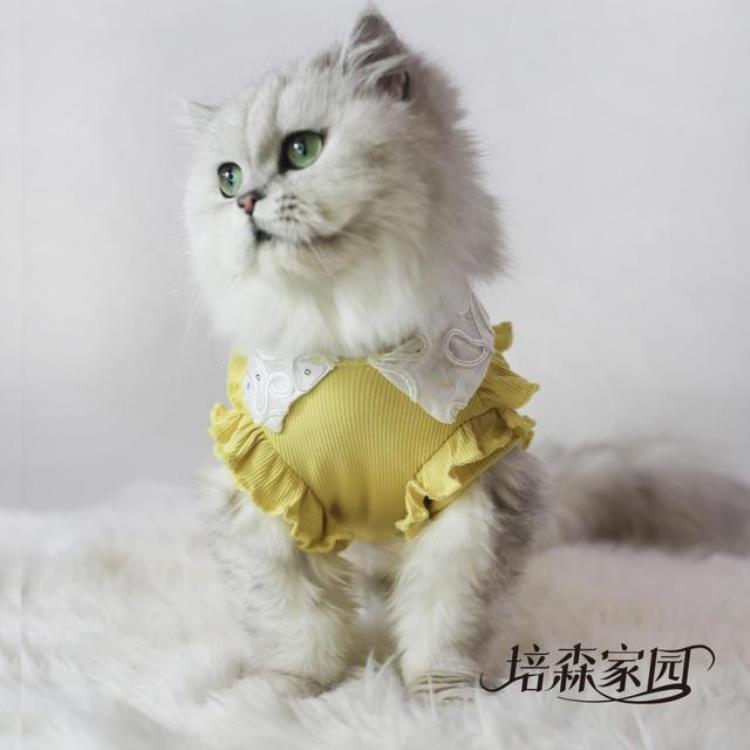 猫咪掉毛严重因为什么「猫咪掉毛严重丨原因科普+对症治疗 ?? 」