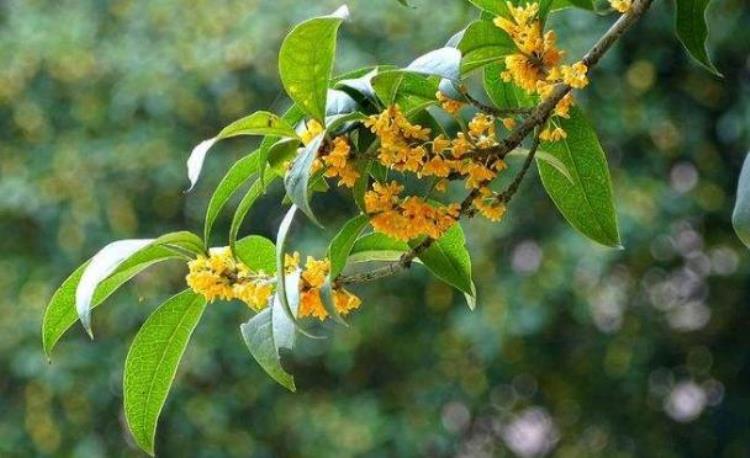 人闲桂花落夜静春山空是什么季节的「人闲桂花落夜静春山空桂花的花期在秋季为何春天落桂花」