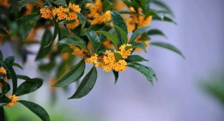 人闲桂花落夜静春山空是什么季节的「人闲桂花落夜静春山空桂花的花期在秋季为何春天落桂花」