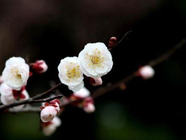 盆栽梅花落叶怎么办,梅花落叶了怎么救活