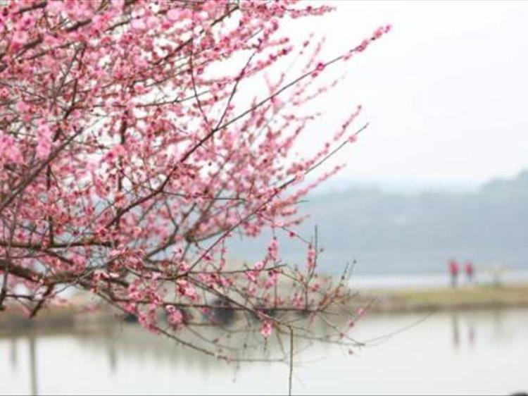 盆栽梅花落叶怎么办,梅花落叶了怎么救活