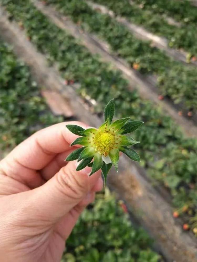 草莓结果容易烂「草莓近期容易烂果授不住粉畸形花果怎么办」