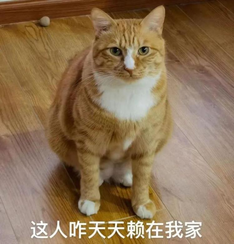 小猫为什么长大了就不粘人「猫咪为什么长大后就不粘人呢这6点原因太现实了」