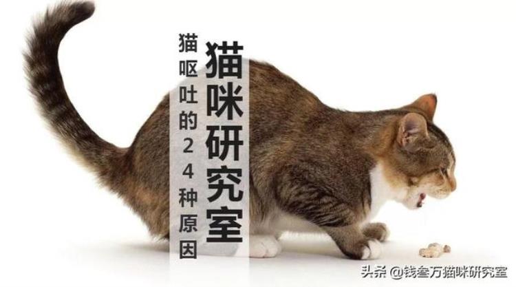 猫吐了有哪些原因「猫吐了的最常见的24种原因是什么收藏级」