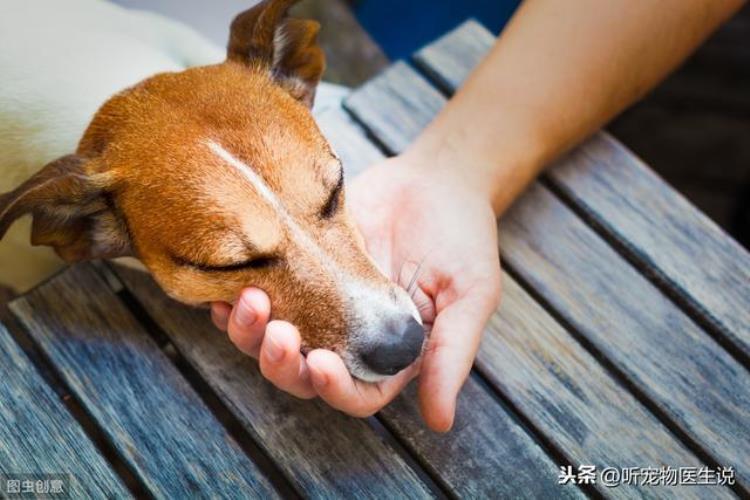 狗狗头受伤站不稳「狗狗头部受伤以后转圈走路不能直线行走该如何治疗呢」