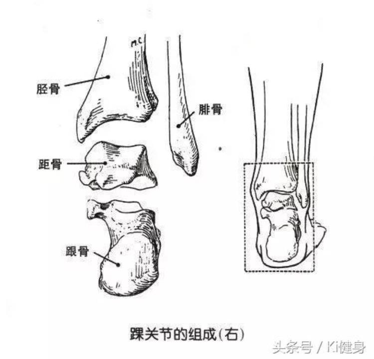 脚踝细小腿粗说明什么「踝关节运动学解剖小腿粗壮原因不知当讲不当讲」