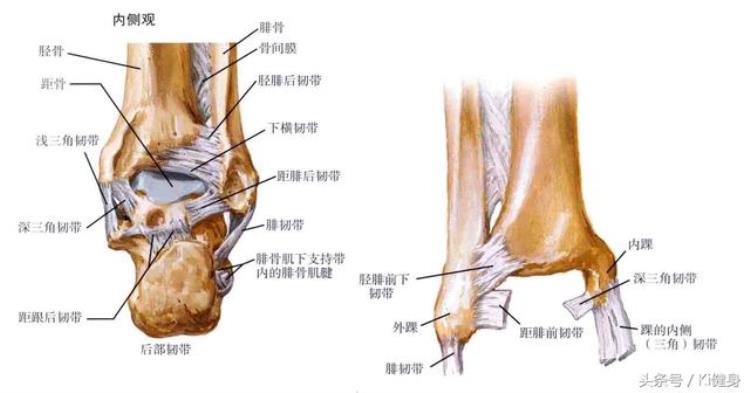 脚踝细小腿粗说明什么「踝关节运动学解剖小腿粗壮原因不知当讲不当讲」