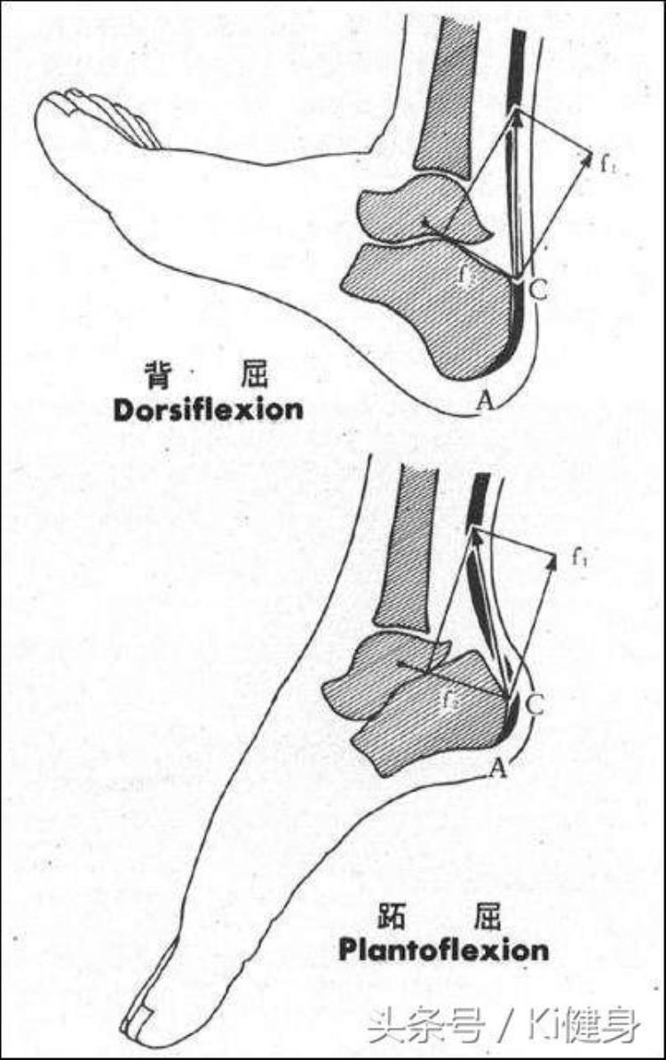 脚踝细小腿粗说明什么「踝关节运动学解剖小腿粗壮原因不知当讲不当讲」