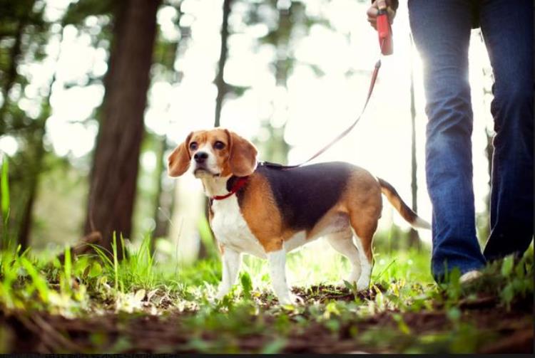 比格犬原型的动漫「兔子杀手比格犬以狗狗为原型的卡通人物你没听过但肯定见过」