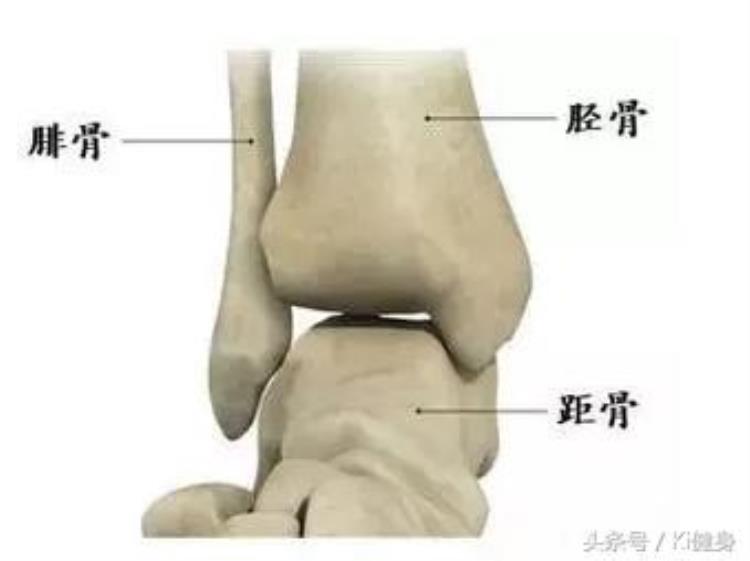 脚踝细小腿粗说明什么「踝关节运动学解剖小腿粗壮原因不知当讲不当讲」