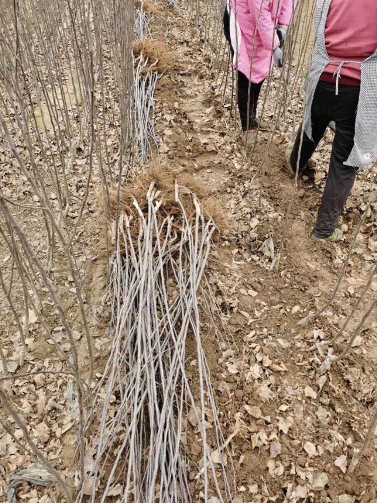 明月苹果树苗价格「明月苹果树苗的栽植时间矮化明月苹果树苗报价」