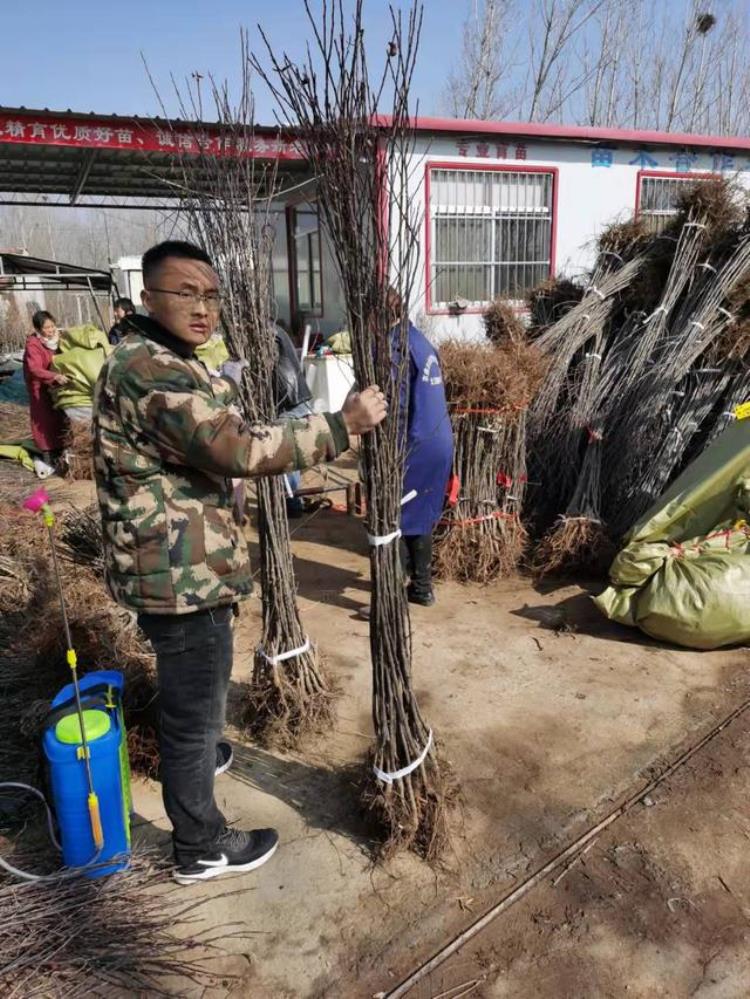 明月苹果树苗价格「明月苹果树苗的栽植时间矮化明月苹果树苗报价」