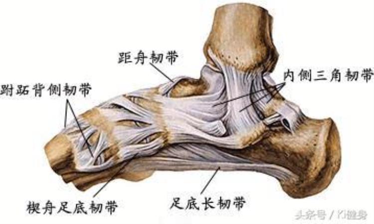 脚踝细小腿粗说明什么「踝关节运动学解剖小腿粗壮原因不知当讲不当讲」