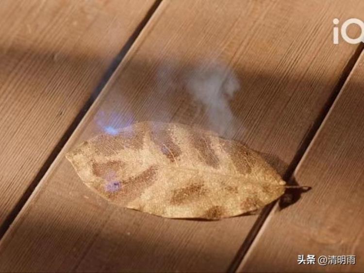 苍兰诀小兰花东方青 小说「苍兰诀:催小兰花修命簿的东方青苍像极了催孩子写作业的家长」