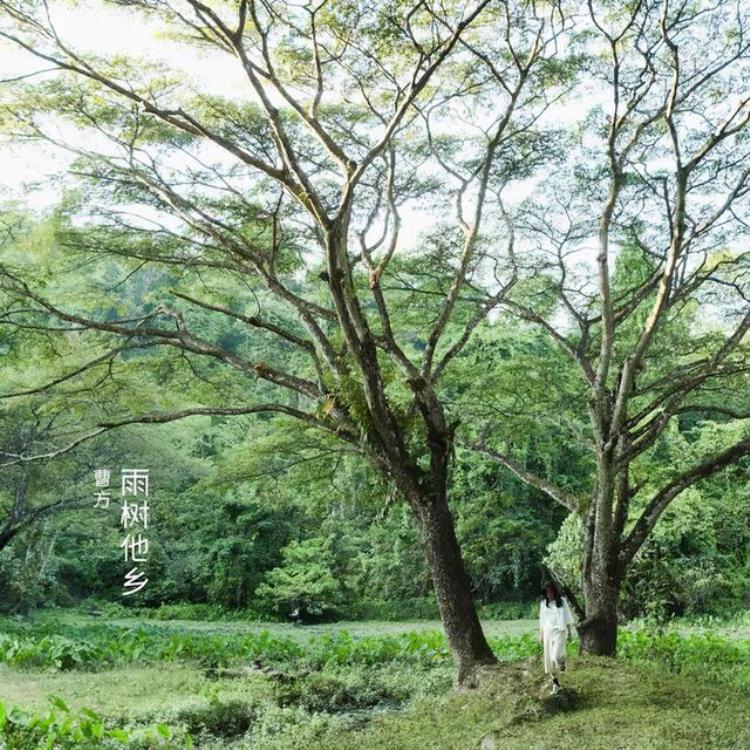 找一首春天的歌曲「春天若不知道听什么歌那就听听这张治愈系小清新专辑」