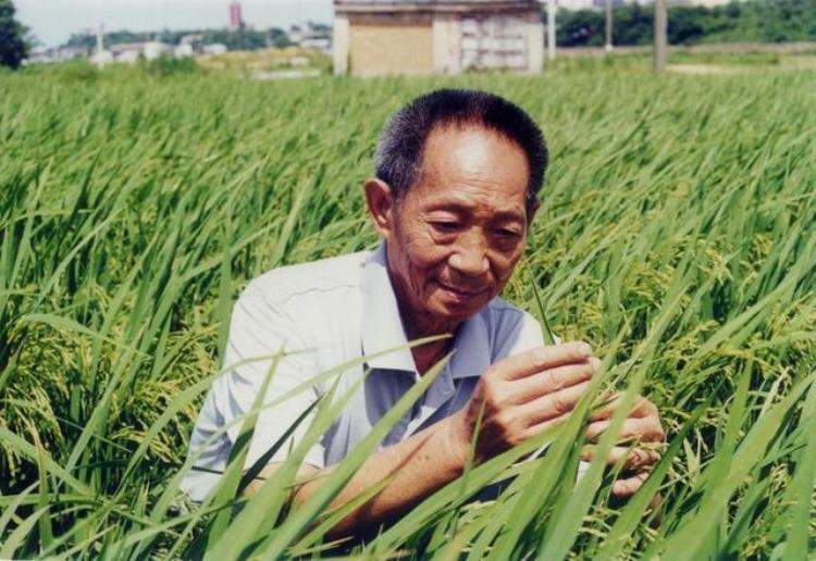 农业的芯片是种子,芯片的土壤是什么样子的