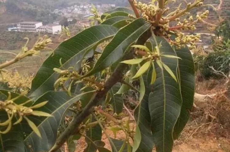 芒果幼苗管理「侧芽全部出花广西的芒果管理技术也飞天了」