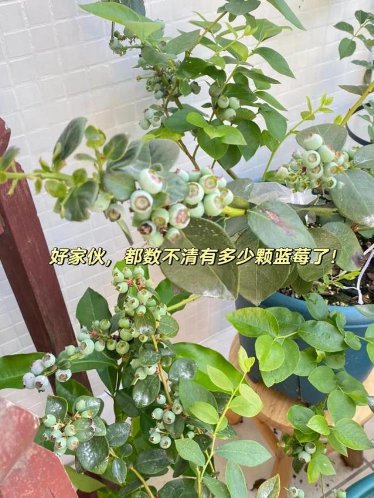 蓝莓种植指南实现蓝莓自由啦爆果的秘密准备种的看看?