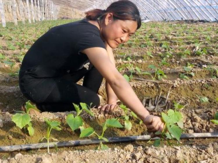 黄瓜苗不长怎么办「黄瓜出苗后不长或生长缓慢适合原因如何避免」