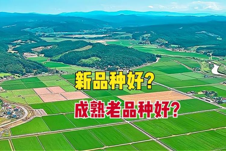 农作物新品种的选育「种植农作物新品种好还是老品种好农业种子到底该怎样选」