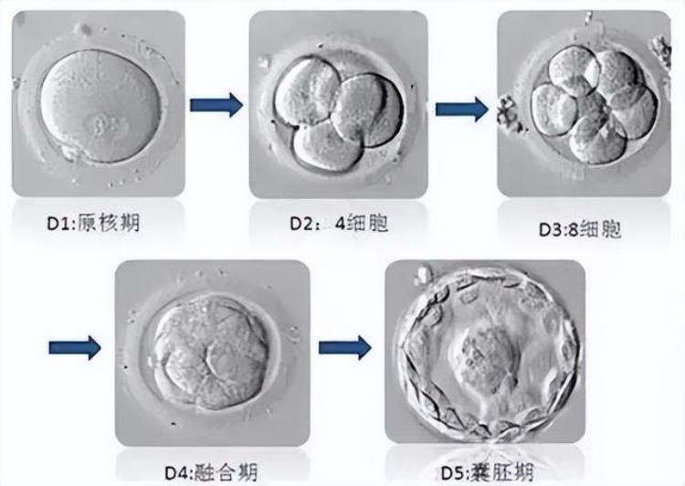 胚胎移植成功率的高低决定于胚胎发育情况「竟然是这样的胚胎移植率高」