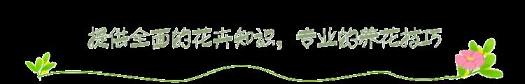 花盆土壤板结可以浇点醋吗「冬天的盆栽土壤又干又硬可能是板结了加点醋花卉哗哗地长」