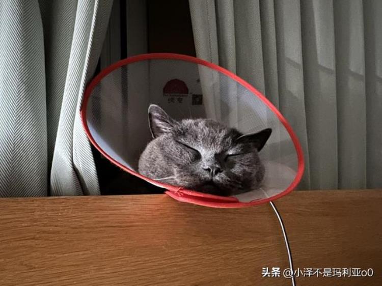 猫咪耳朵感染球菌「夏季潮湿谨防猫咪耳部感染球菌记录一次新一君的就医之旅」