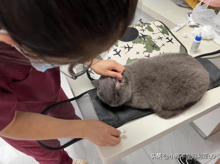 猫咪耳朵感染球菌「夏季潮湿谨防猫咪耳部感染球菌记录一次新一君的就医之旅」