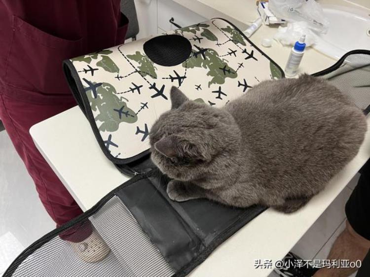 猫咪耳朵感染球菌「夏季潮湿谨防猫咪耳部感染球菌记录一次新一君的就医之旅」