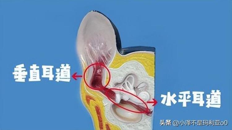 猫咪耳朵感染球菌「夏季潮湿谨防猫咪耳部感染球菌记录一次新一君的就医之旅」