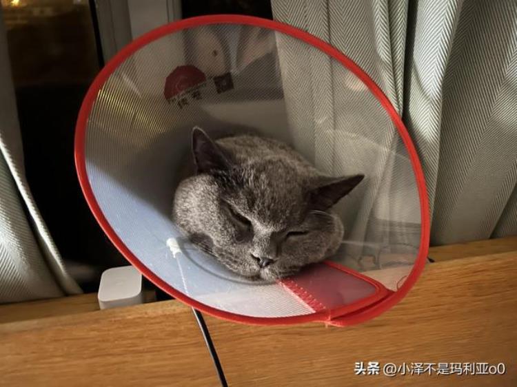 猫咪耳朵感染球菌「夏季潮湿谨防猫咪耳部感染球菌记录一次新一君的就医之旅」