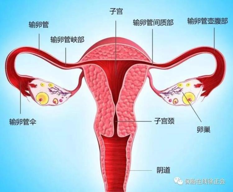 输卵管检查有几种什么费用「输卵管检查需要多少钱输卵管检查方法有哪些」