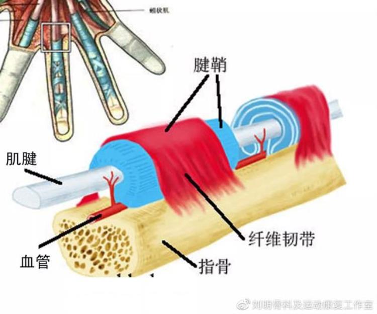 医生我的手指疼伸不开了是怎么回事儿「医生我的手指疼伸不开了是怎么回事」