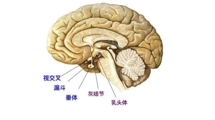 库欣综合征 临床表现「库欣综合征和垂体异常相关导致7种临床症状发现需及时治疗」