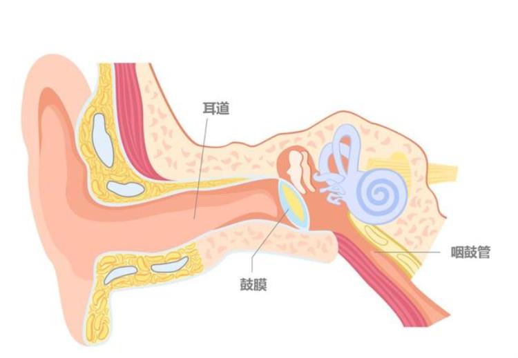 擤鼻涕应该两个鼻孔一起吗「擤鼻涕要一个孔一个孔来感官之间的联系你知道多少」