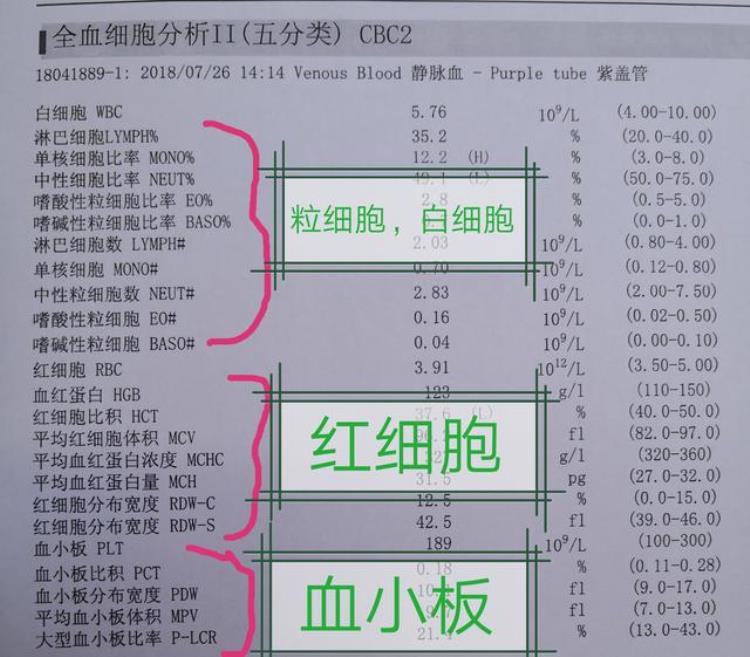 查个血常规需要多少钱「查个血常规大概多少钱内科医生告诉你」