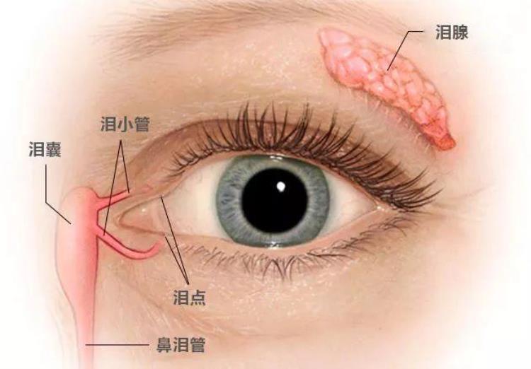 擤鼻涕应该两个鼻孔一起吗「擤鼻涕要一个孔一个孔来感官之间的联系你知道多少」