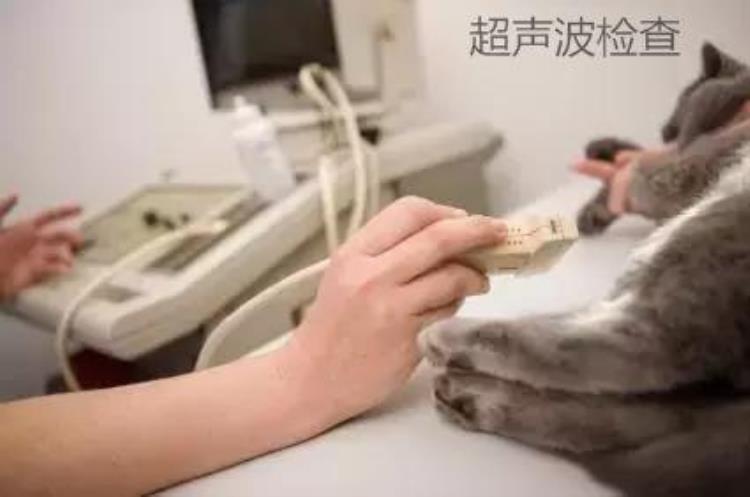 给小猫做体检多少钱「给小猫做个体检竟花了1万元了解宠物体检项目少花冤枉钱」