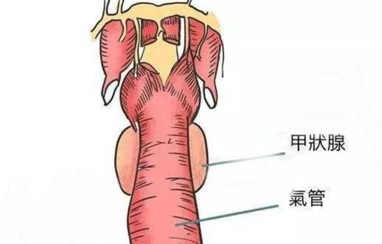 给小猫做体检多少钱「给小猫做个体检竟花了1万元了解宠物体检项目少花冤枉钱」