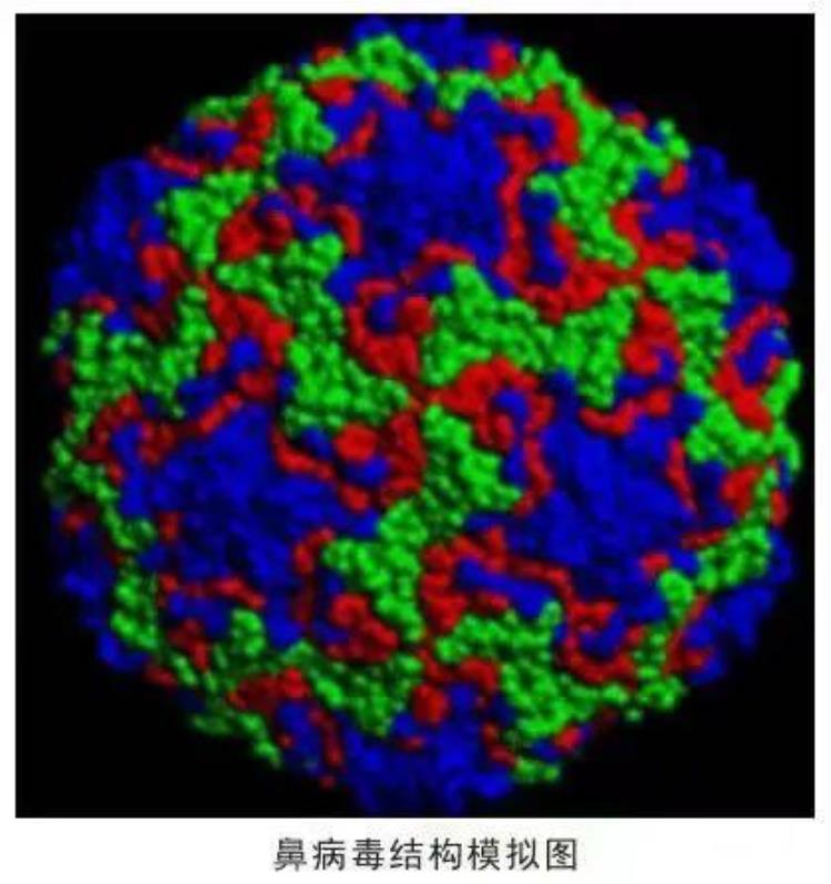 打喷嚏流鼻涕是病毒感染吗「打喷嚏流鼻涕可能是鼻病毒在作怪」