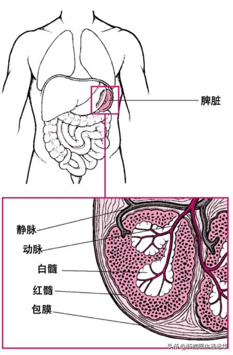 脾肿大脾功能亢进是什么意思「什么是脾肿大呢什么是脾亢脾功能亢进呢」