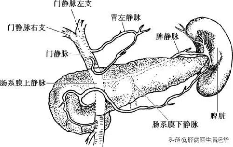 脾肿大脾功能亢进是什么意思「什么是脾肿大呢什么是脾亢脾功能亢进呢」