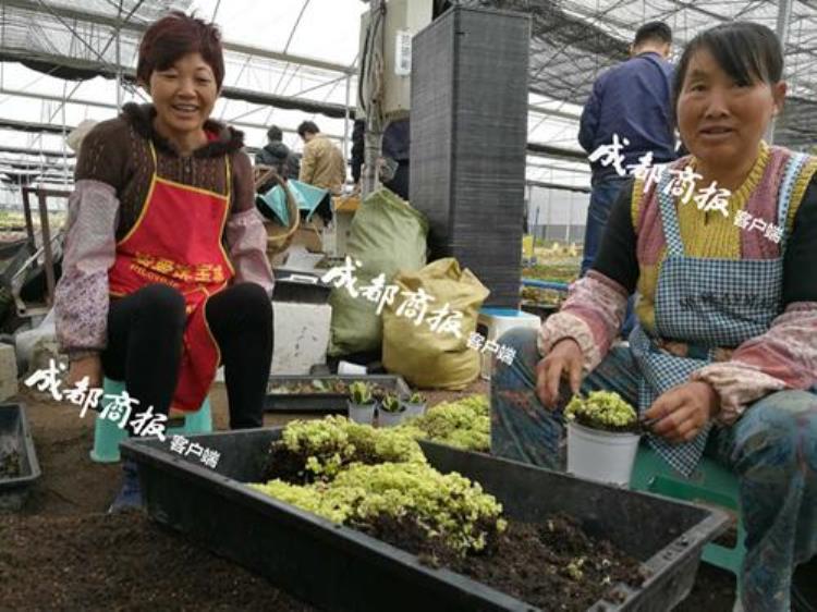 成都多肉批发「多肉割肉成都多肉植物市场价格跳水100元钱可以买一窗台」