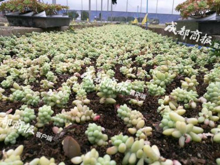 成都多肉批发「多肉割肉成都多肉植物市场价格跳水100元钱可以买一窗台」