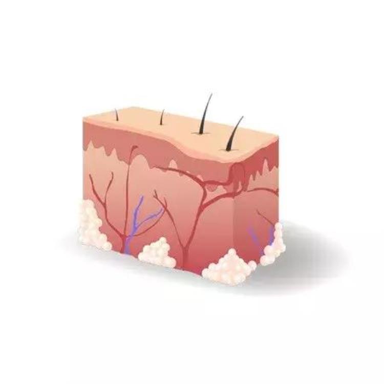 皮肤的结构讲解下「皮肤的结构了解一下」