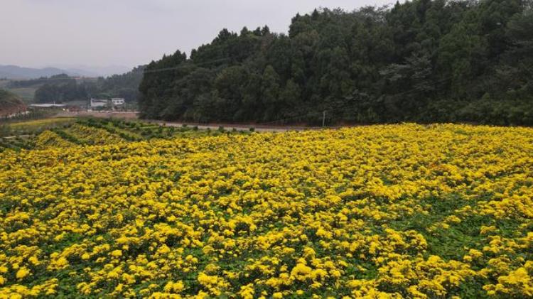 金堂鹅蛋山菊花展「周末郊游好去处成都金堂鹅蛋山菊花开了」