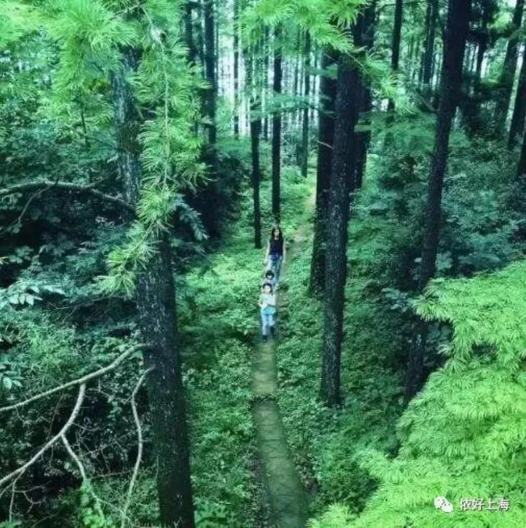 上海出发莫干山怎么乘车「上海坐巴士直达莫干山游玩攻略都齐了快抓紧上车」